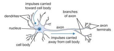bio_neuron